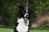 BORDER COLLIE 1032